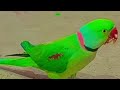 DimpalYadav is live ringneck parrot live stream
