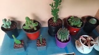 Cactus Collection 🌵 Cactus Collection 🌵