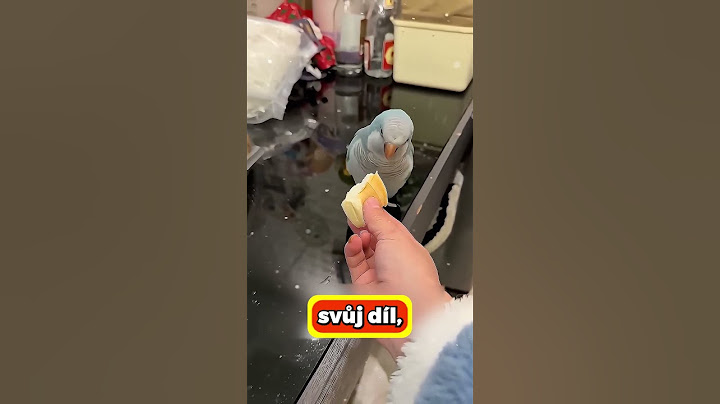 Tato dívka má nejvíc mazlíčků na světě! 🐱😱
