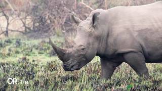 Ziwa Rhino Sanctuary Wetland Area