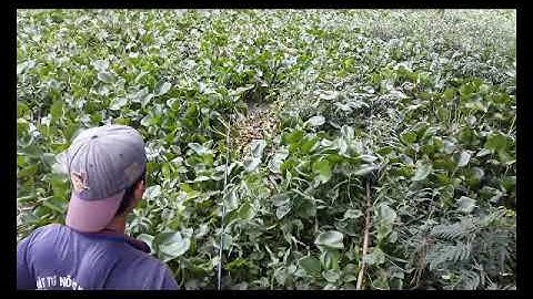 câu cá thiên nhiên||câu cá tra nhu anh này nên học hỏi||minh đức mt