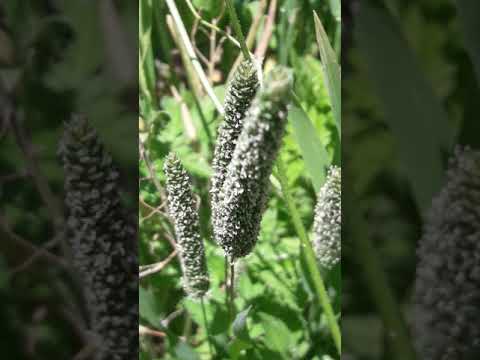 Video: Trava biljka timothy meadow