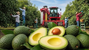 Inside the 249M Pound U.S. Avocado Harvest | Modern Agriculture Technology