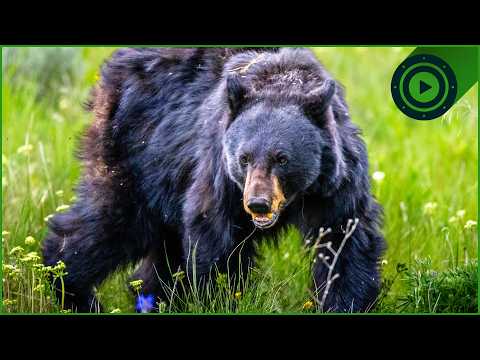 Wild Bears vs. Human Error: Who Is Truly Guilty?