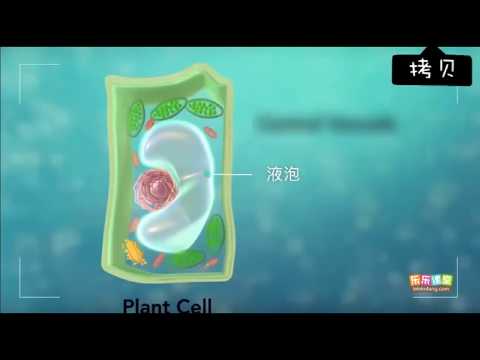 植物細胞的基本結構 【中學生物】