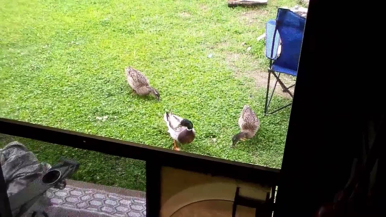 Ducks in my Yard, a typical Sunday morning YouTube