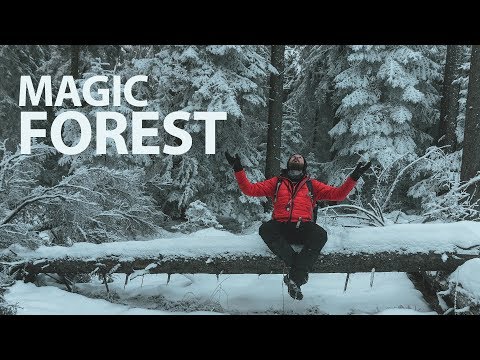 Video: What A Winter Forest Looks Like