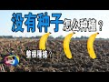 香蕉沒有種子如何種植？ | 香蕉背後的驚人故事 | 達林and麗娜TV