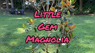 Planting a Little Gem Magnolia @splendidgarden4905