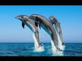 Дельфины в Красном море Египет Хургада - Dolphins in the Red Sea, Egypt Hurghada