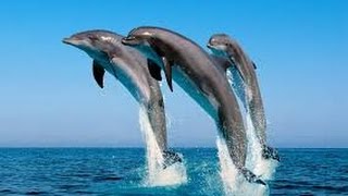 Дельфины в Красном море Египет Хургада - Dolphins in the Red Sea, Egypt Hurghada