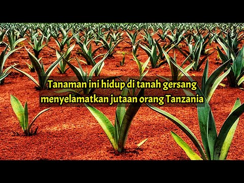 Video: Antara berikut, yang manakah merupakan nutrien penghasil tenaga?