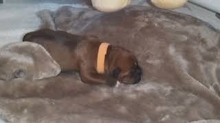 9Ème Vidéo Chiot N6 Mâle De La 53Ème Portée De Staffordland