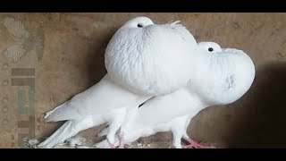 مجموعة طيور الحمام بأشكال والوان مختلفه جوله سريعة لعيونكم  في محميتي الخاصه , Beautiful pigeons