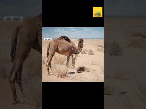DESERTO DO SAARA,