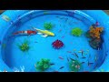 Let's explore what fish and sea creatures there are:sharks,jellyfish#goldfish#animals#viral videos