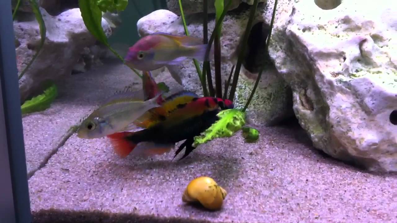 video phone beyonce mp3 Haplochromis sp. ruby green
