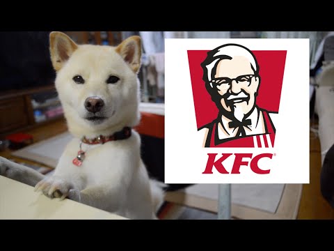 ケンタッキーフライドチキンが食べたい！ケンタのCMを柴犬がやってみた。