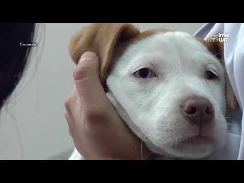 Video: Los Seres Humanos Ahora Pueden Donar Sangre A Las Mascotas
