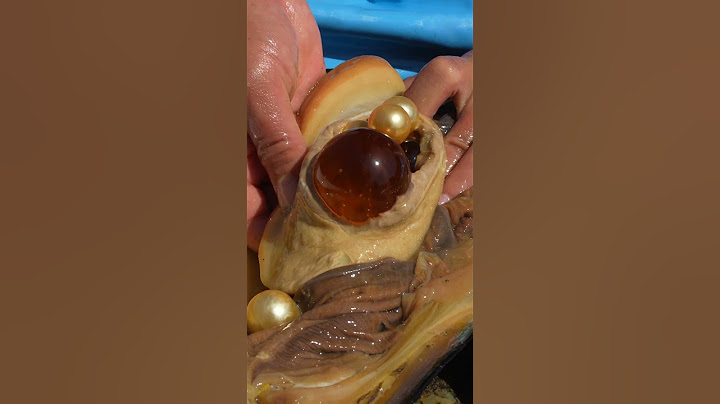 😱🔮 The Pearl Emperor in Clams and Oysters 👑