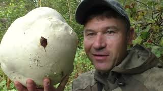 картинка: ШОКИРУЮЩАЯ НАХОДКА! НАШЁЛ ИНОПЛАНЕТНЫЙ ГРИБ! ЧУДЕСА!