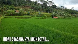 pop sunda kenangan bikin enak di dengar dan menikmati suasana persawahan