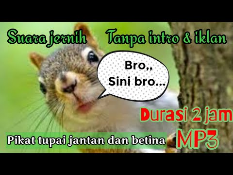 Suara pemikat tupai hutan ampuh dijamin datang