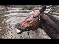 Horse Grins And Farts After Playing In Water - 1171936