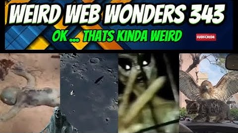 weird web wonders 343