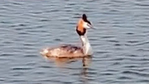 ???? Markermeer - Flevopolder