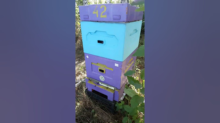 Алярм! Медозбір минув - бджоли грабують вулики! #apiary #beekeeper  #bees