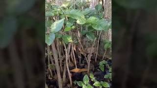 Download Lagu Tempat jual bibit bunga melati banyak manfaat 0813 3559 5272 MP3 Download Lagu Tempat jual bibit bunga melati banyak manfaat 0813 3559 5272 MP3