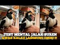 JALAK SUREN MENTAL BAJA SUPER GACOR || Pancingan Untuk Burung Jalak Suren agar bunyi