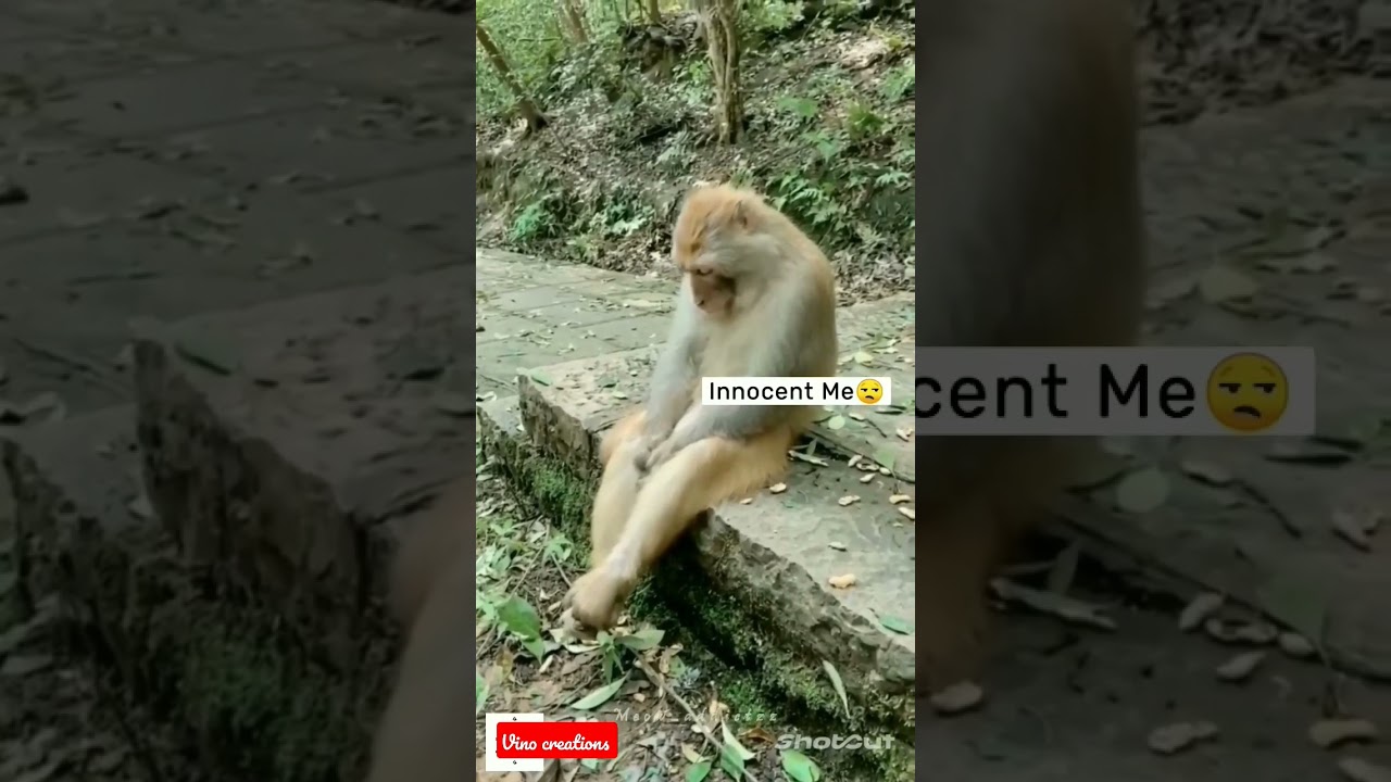 animal funny video #comedy #whatsappstatusvideo #trendingshorts