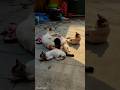 Funny video 😹. #funnycats #viral #shortvideo #travel #viralvideo #cat