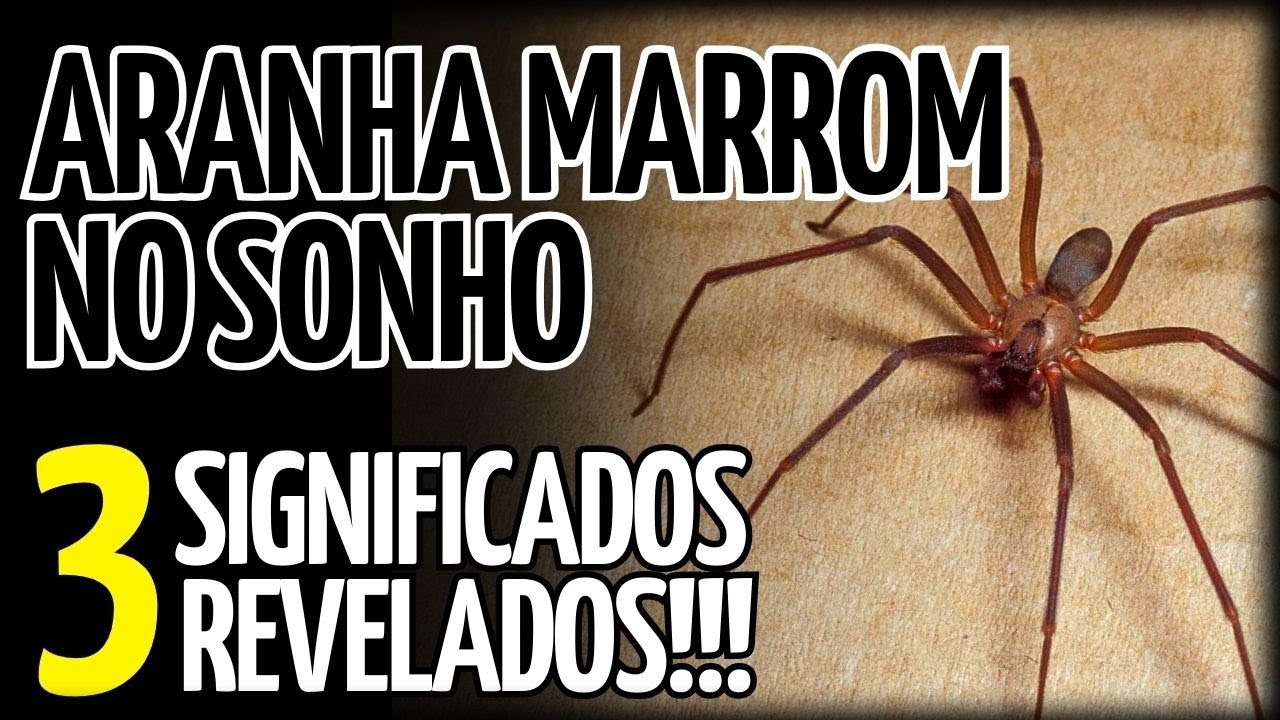 🚨ALERTA🚨 O QUE SIGNIFICA SONHAR COM ARANHA MARROM | REAL SIGNIFICADO DE ...