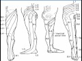 Low Back Pain with a normal xray