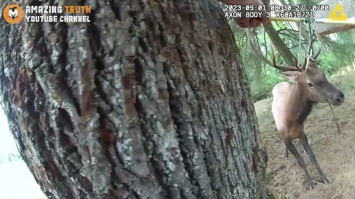Bull elk with antlers caught in rope swing doesn’t seem to know officers are there to help
