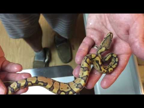 Ball python clutch 7-11 updates part 1