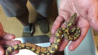 Ball python clutch 7-11 updates part 1