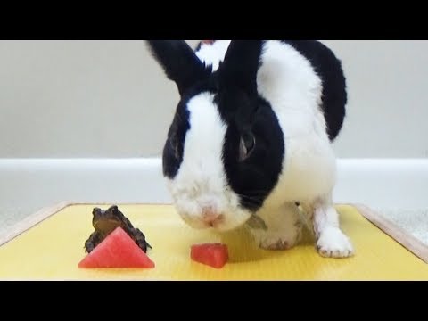 Frog and Rabbits Adventure