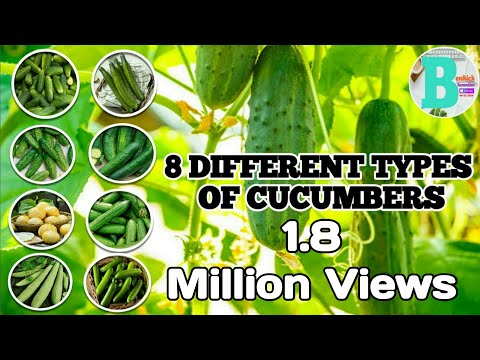 Video: Outlandish Types And Varieties Of Cucumbers