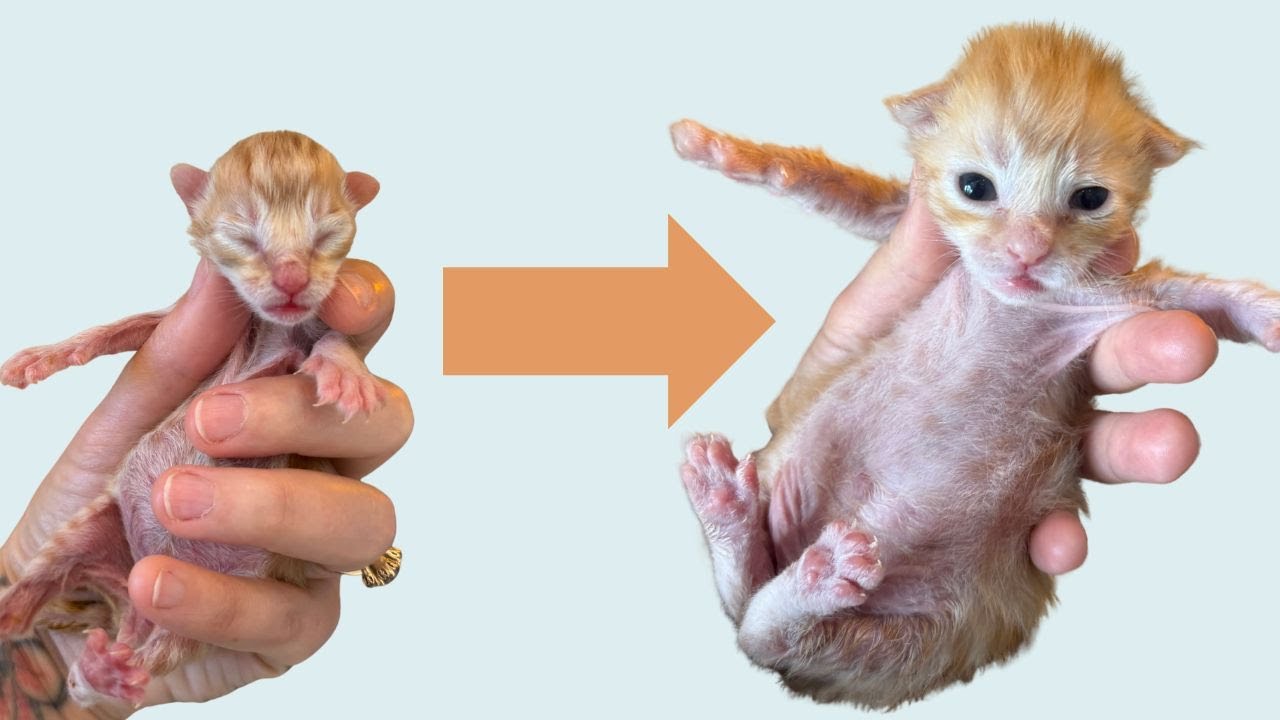 ОБНОВЛЕНИЕ: Наши три маленьких приемных котенка