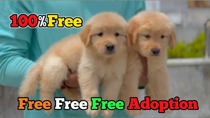 Free Free! Adoption Golden Retriever Puppies  2023 || Free Adoption Golden Retriever Puppies  2023🤩🤩