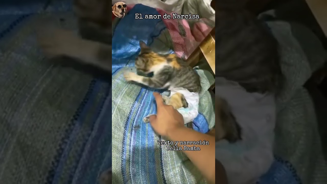 El amor de Narcisa #bellabamba #historiasdeanimales #gatos