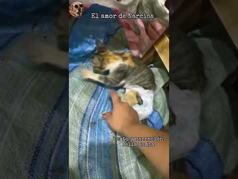 El amor de Narcisa #bellabamba #historiasdeanimales #gatos