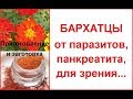 Что для нашей семьи бархатцы: лечебные свойства и как применять