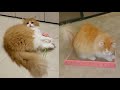 PLEASANT RAGAMUFFIN CAT MOMENTS の動画、YouTube動画。