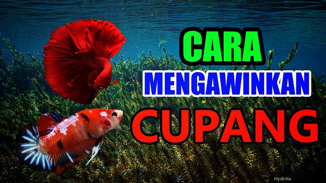 CARA MENGAWINKAN IKAN CUPANG 