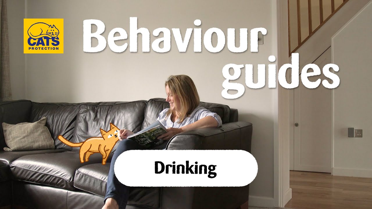 Cats and drinking | Cats Protection behaviour guides